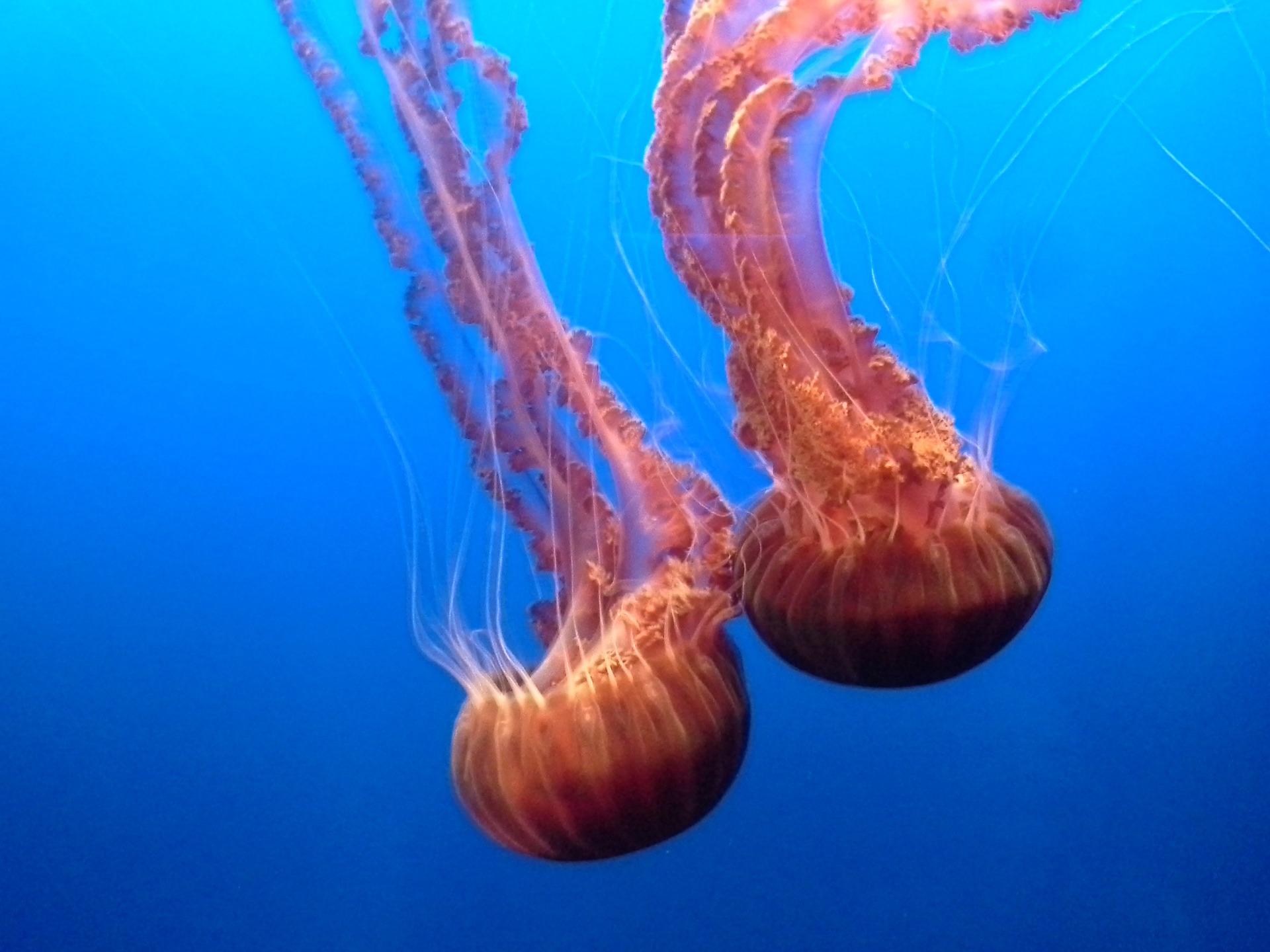 Jellyfish Can Calm